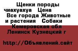 Щенки породы чиахуахуа › Цена ­ 12 000 - Все города Животные и растения » Собаки   . Кемеровская обл.,Ленинск-Кузнецкий г.